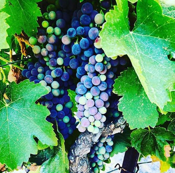 The Eden House Vineyard Hotel Templeton Bagian luar foto